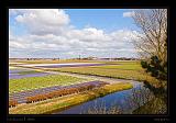 Keukenhof Hollandia 093